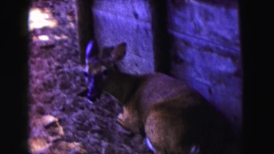 A deer moves slowly along the wall of a shaded wooden enclosure, with heavy film grain and purple-blue color shift visible.