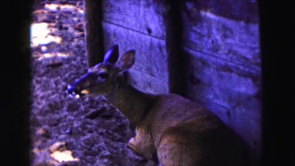 Close view of an alert deer with raised ears beside a wooden wall in the Buffalo, New York 1961 home-movie clip.