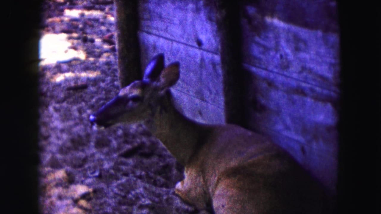 1961 Buffalo-area 8mm frame showing a deer standing alert near dark posts and wooden boards in a wooded enclosure.