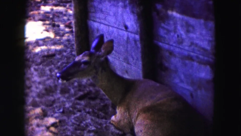 1961 Buffalo-area 8mm frame showing a deer standing alert near dark posts and wooden boards in a wooded enclosure.