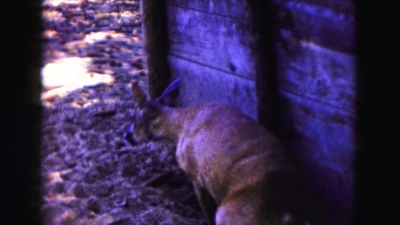 Deer turns away near a wooden wall and dark vertical posts.