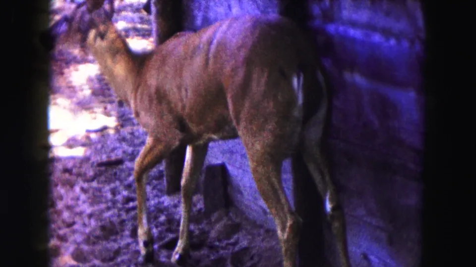 1961 Buffalo-area 8mm frame showing the deer moving along a rough wooden structure, with legs and body visible in dim light.