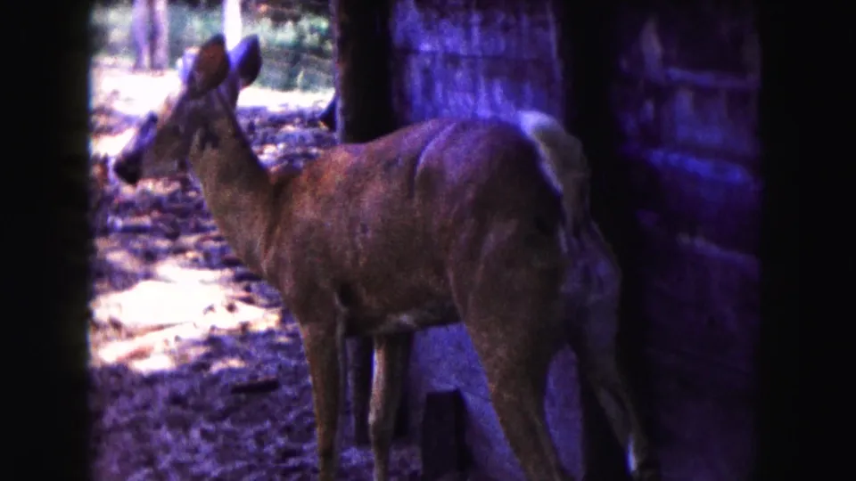 1961 Buffalo-area 8mm frame showing a deer standing near a wooden wall, with trees and sunlit ground visible in the background.