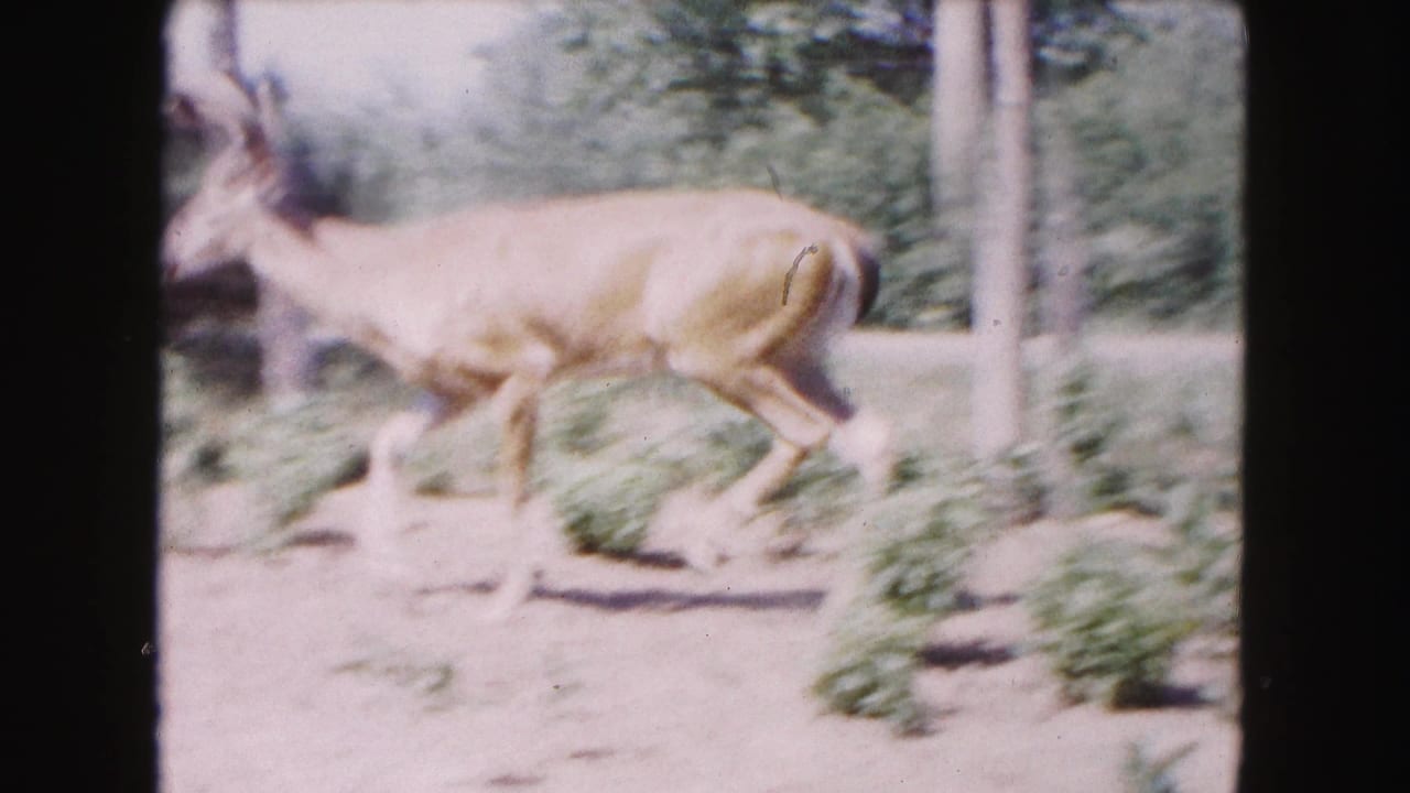 Buck with antlers trotting across sandy ground beside shrubs and trees.