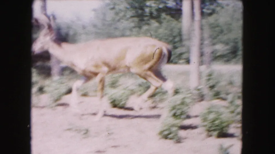 A buck trots through a wooded enclosure in 1961 Buffalo home-movie footage, partly blurred by motion and soft 8mm focus.