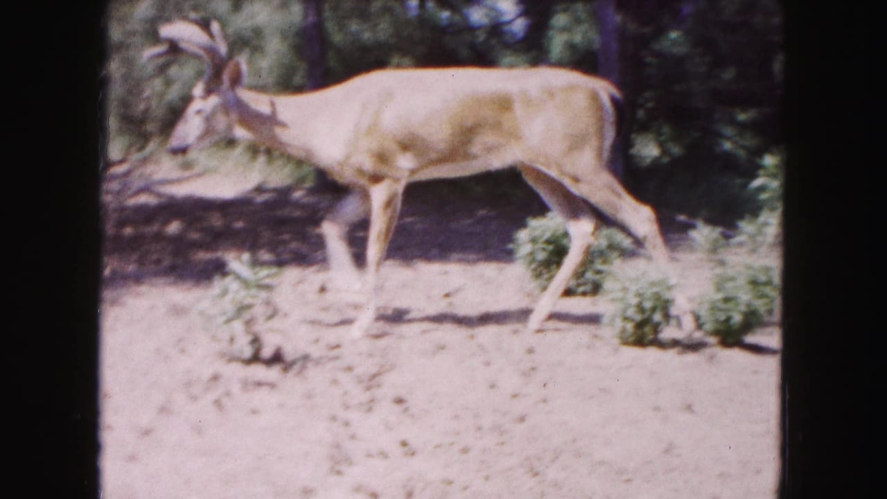 A deer with antlers moves across sandy ground in the Buffalo, New York clip, with trees and enclosure foliage behind it.