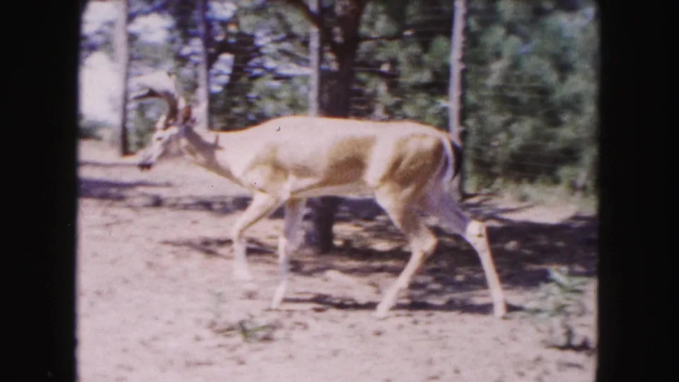 The buck continues through the wooded enclosure, seen in profile against tree trunks and patches of shade in 8mm color footage.
