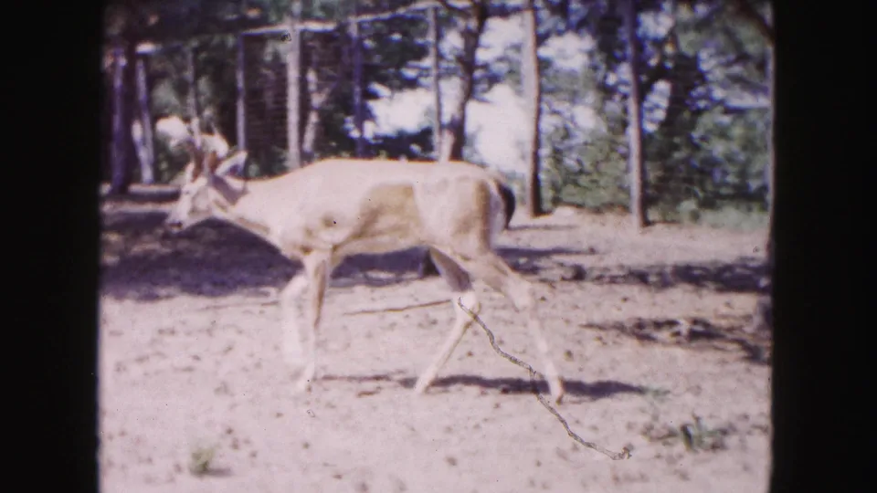 A buck moves through the enclosure near visible posts or fencing, with wooded background and warm 8mm home-movie color.