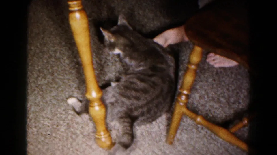 1961 Hagerstown home-movie frame of a gray tabby cat moving under a table among wooden chair legs.