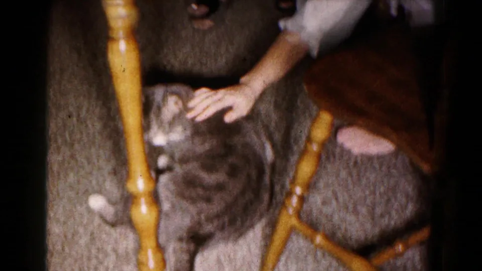 1961 Hagerstown frame showing a hand gently petting a gray tabby cat beneath a table in a private interior.