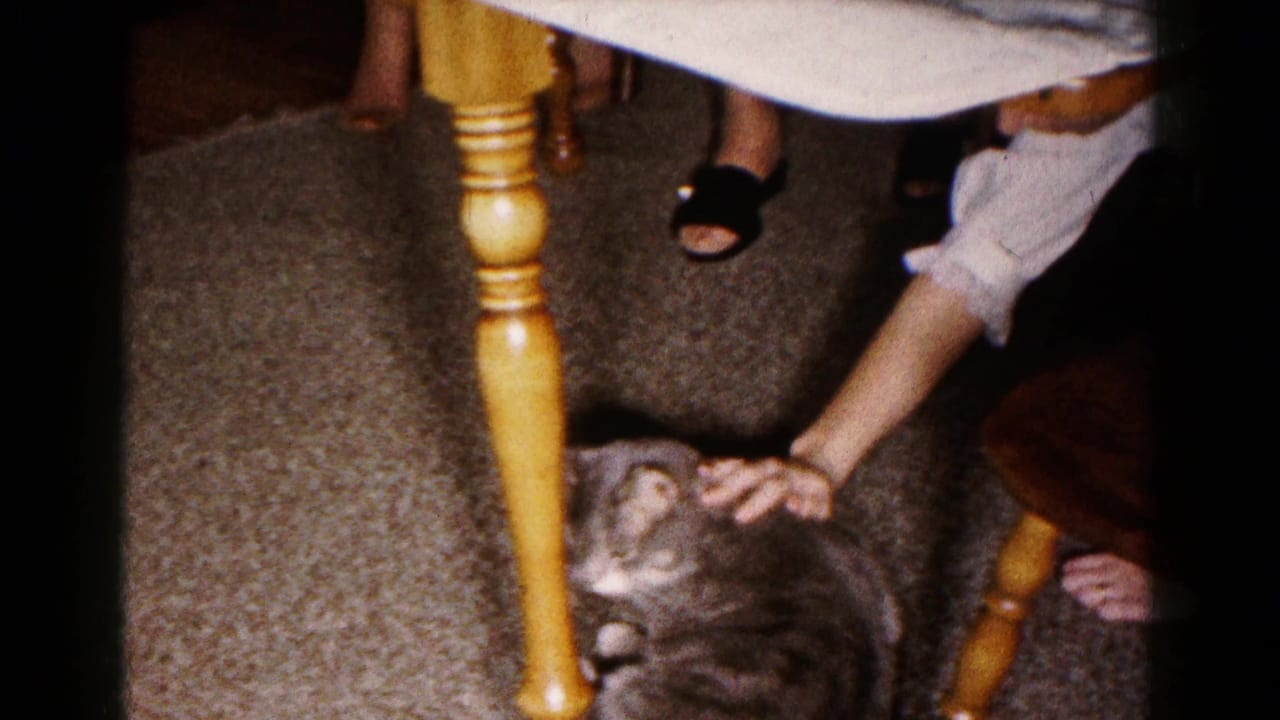 Tabby cat under a wooden dining table while a person reaches down to pet it.