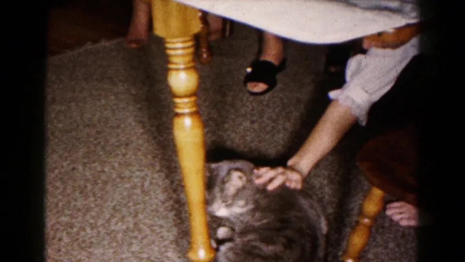 In 1961 Hagerstown home-movie footage, a tabby cat rests under a dining table as a seated person reaches down to pet it.