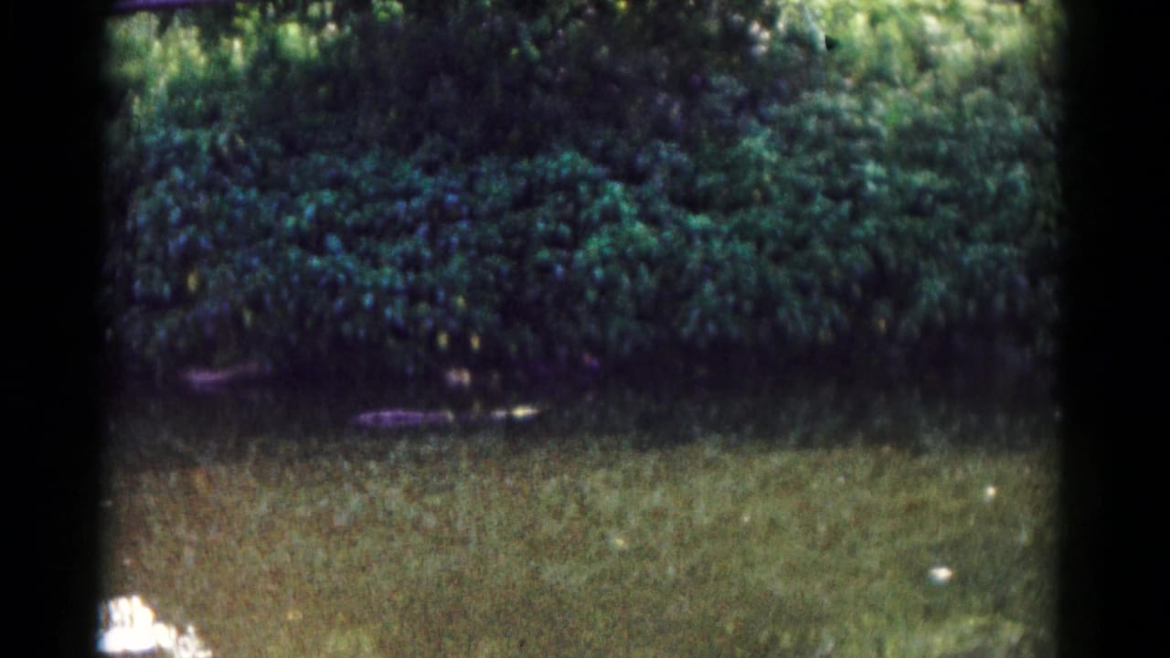 A brief cutaway shows grass and dense green foliage, likely near the same roadside setting shown in the clip.