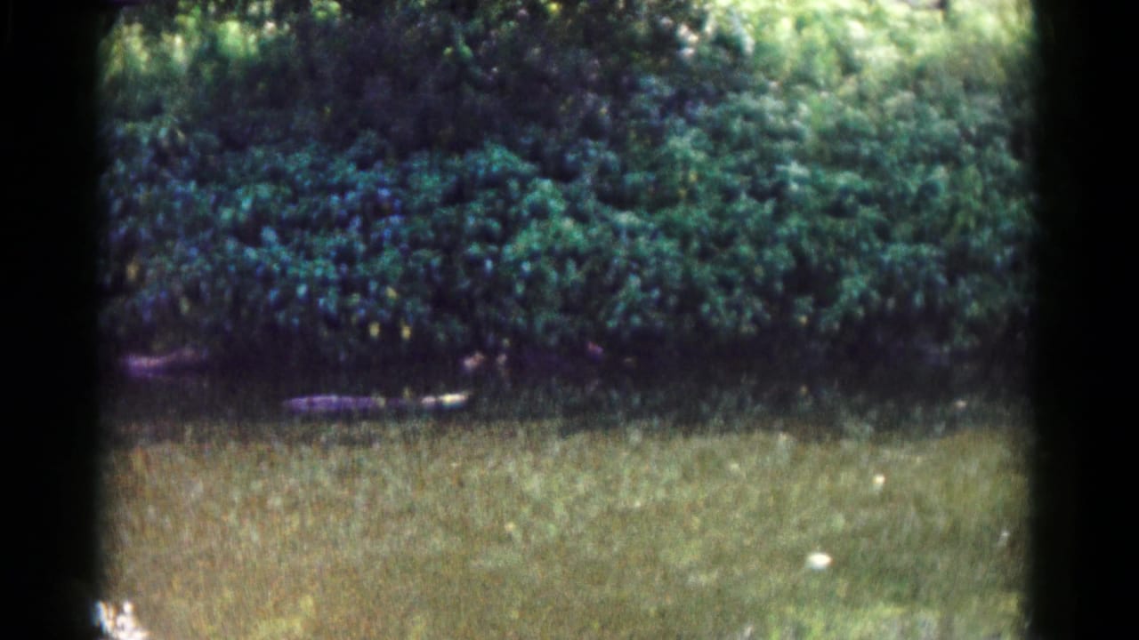 The clip ends on a grassy foreground and dense foliage, with handheld 8mm texture and no people visible in this frame.
