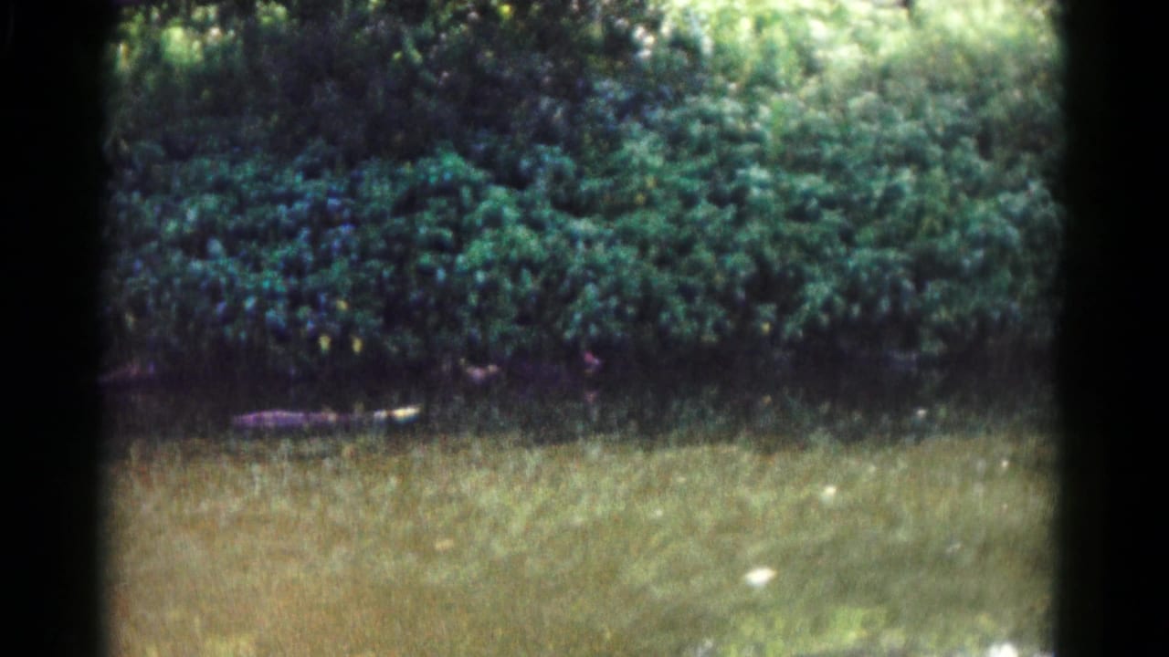 1961 Hagerstown home-movie frame showing sunlit grass, dense green bushes, and a distant indistinct dark form near the field edge.