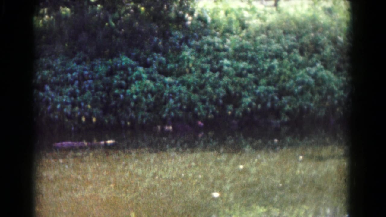 Sunlit grass and dense bushes with a small dark indistinct form in the middle distance.