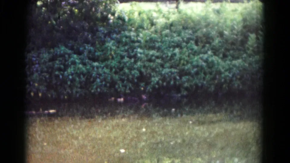 1961 Hagerstown home-movie view of a grassy field, dense foliage, and a faint indistinct dark shape near the bushes.