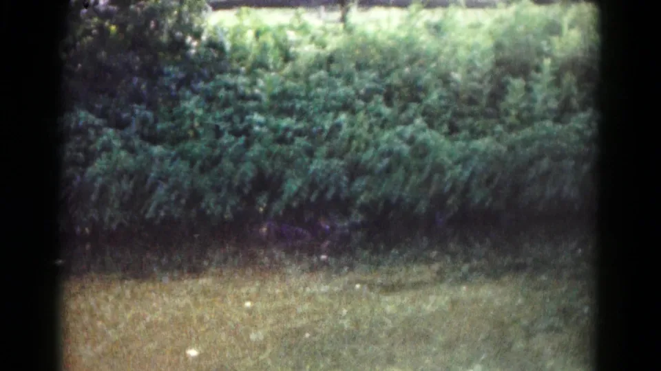 1961 Hagerstown frame showing a grainy grassy field and dense shrubs, with any figure or object too indistinct to identify.