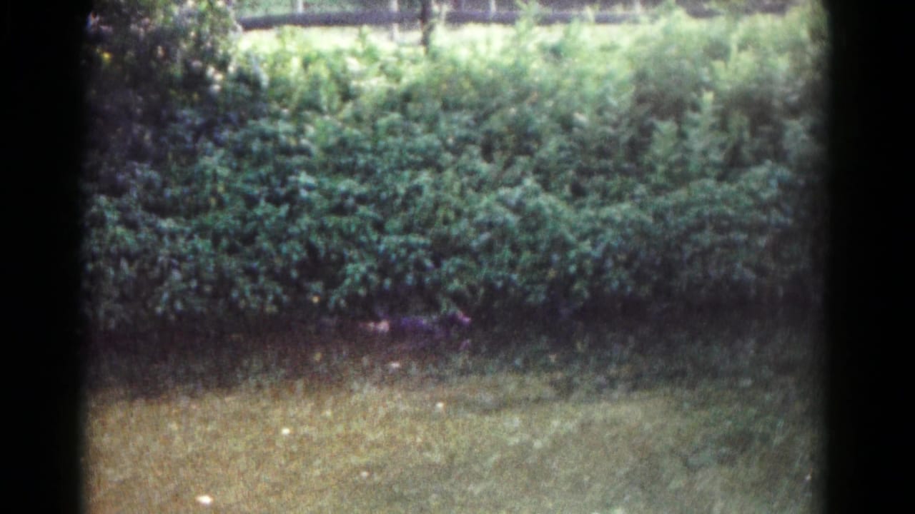 1961 Hagerstown home-movie frame showing a lawn and hedge in soft daylight, with small bird shapes faintly visible near the grass.