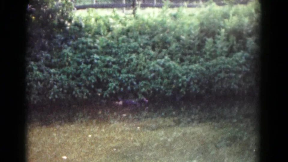 1961 Hagerstown home-movie frame showing a lawn and hedge in soft daylight, with small bird shapes faintly visible near the grass.