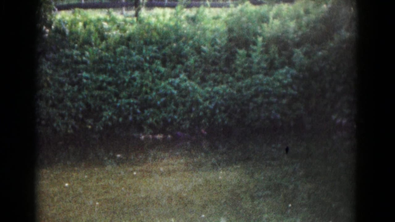 Dense hedge above a grassy lawn with dark rounded film borders.