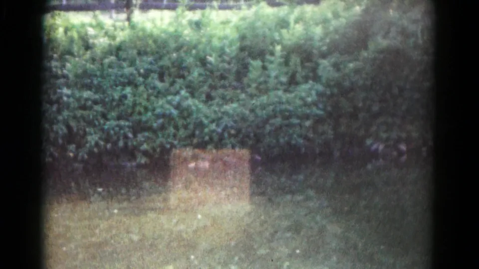 Home-movie view of the Hagerstown yard, showing grass, hedge, a low tan object, and indistinct duck activity in soft 8mm focus.
