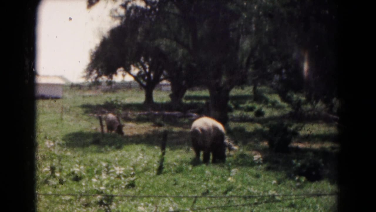 Two large animals graze in a grassy fenced field beneath trees.