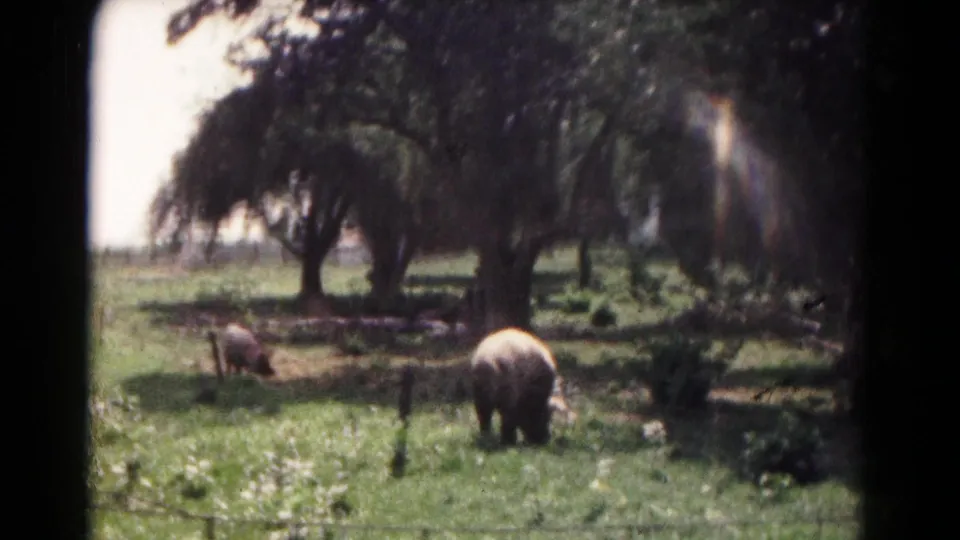 1961 8mm frame with two large animals grazing in a tree-lined field, with soft focus and visible film-gate edges.