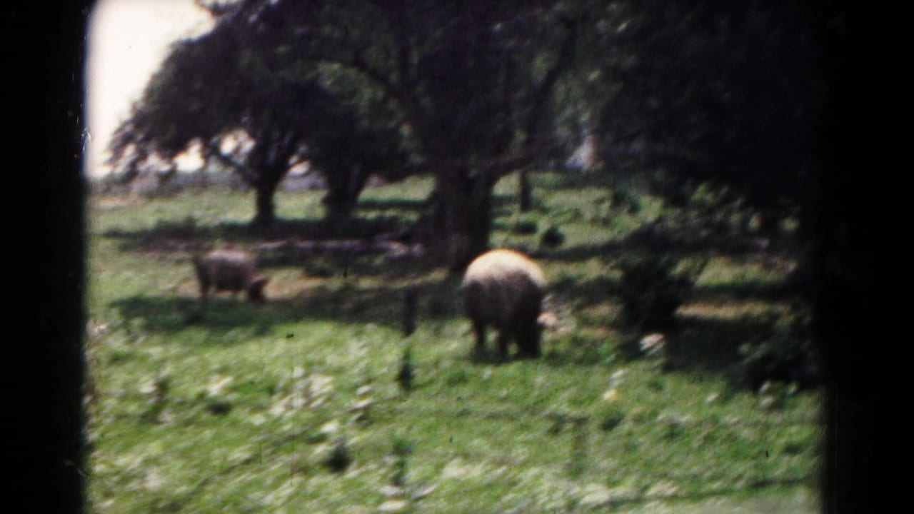 Home-movie frame from 1961 showing two large animals in a fenced grassy area with trees and soft handheld 8mm framing.