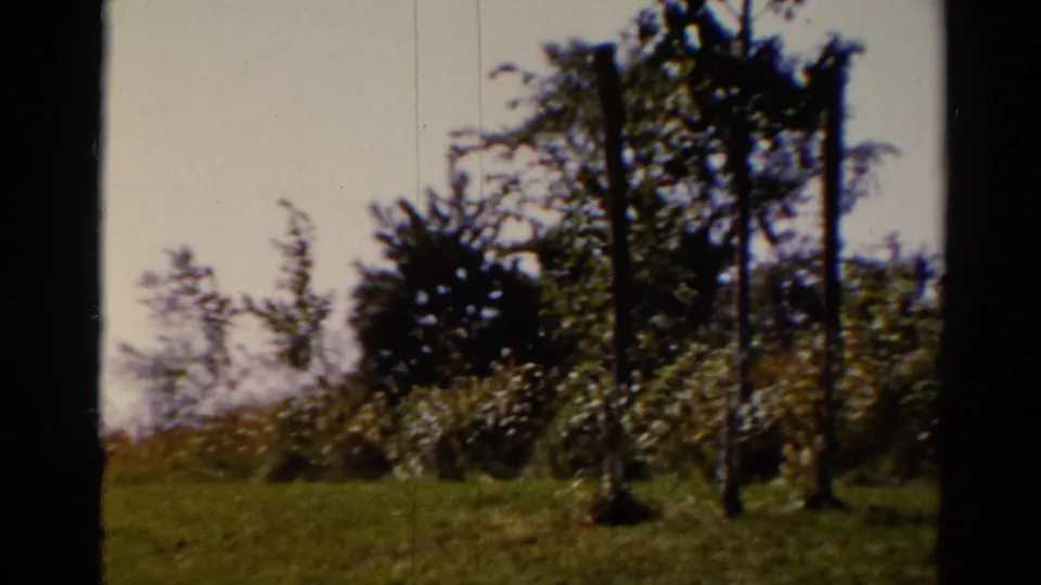 The final Catskill home-movie frame shifts away from the man to nearby grass, shrubs, and trees under a bright sky.