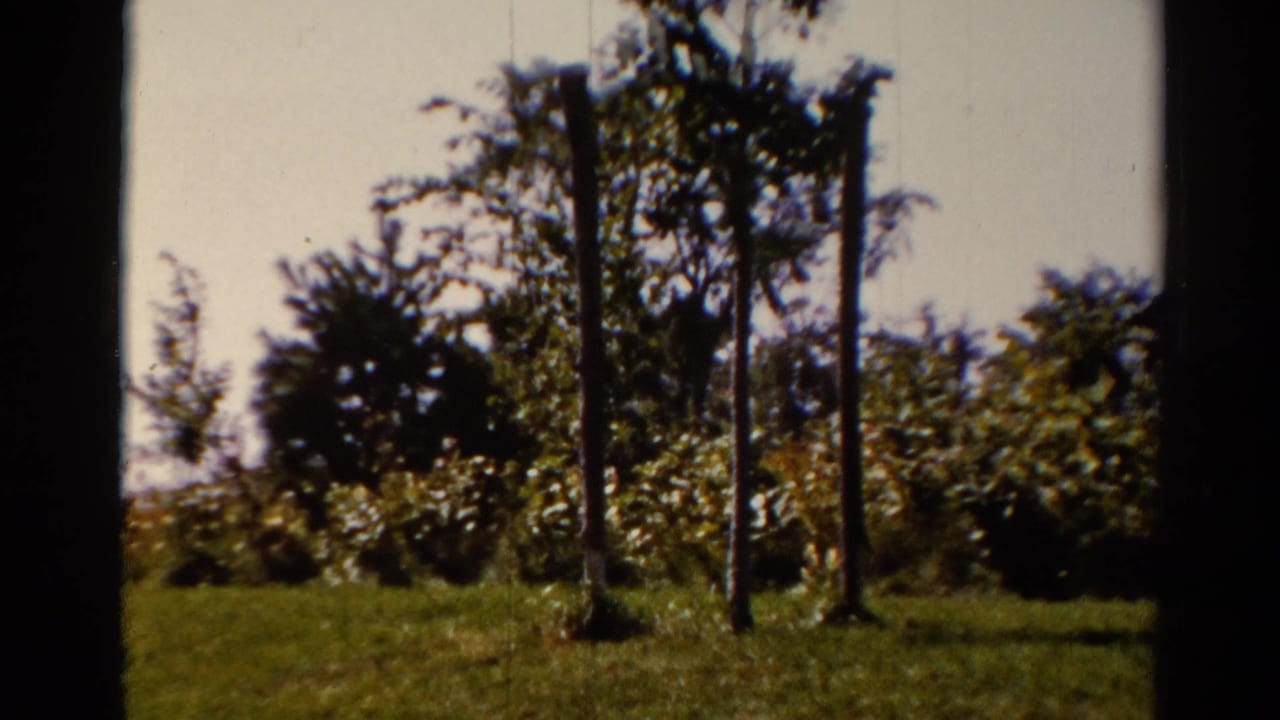 1962 Catskill-area 8mm frame showing a grassy clearing with supported young trees, shrubs, and soft sky.