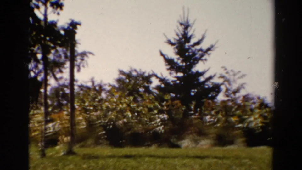 1962 8mm Catskill-area view of an evergreen, shrubs, grass, and partial tree trunks during a handheld pan.