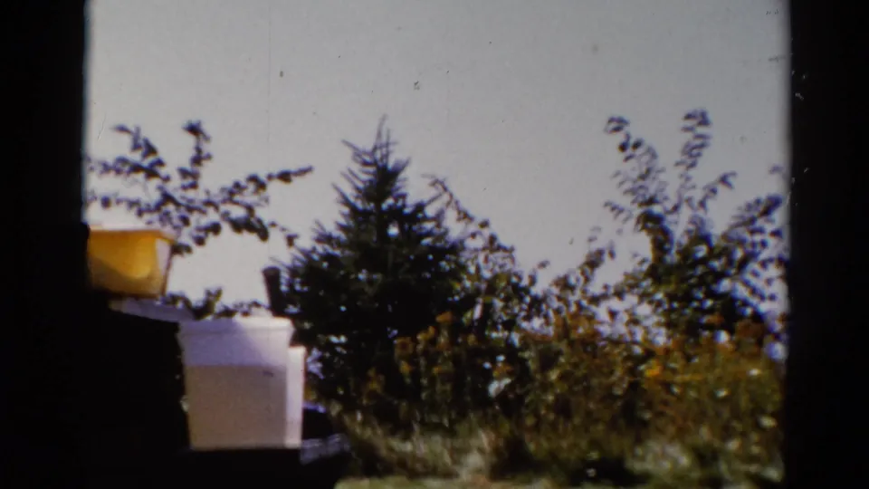1962 Catskill home-movie frame showing a yellow container and white box near shrubs, an evergreen tree, and open sky.