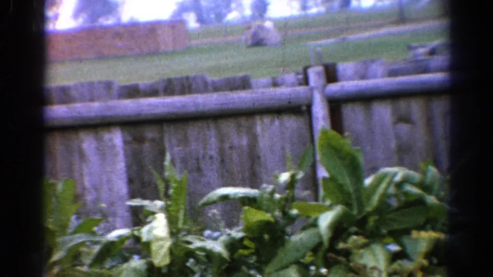 Catskill, New York 1962 home-movie frame looking past backyard plants and a wooden fence toward grass, trees, and distant yard features.