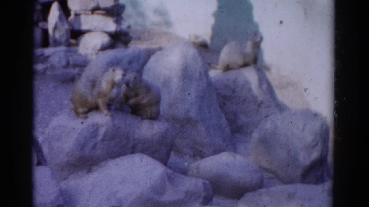 Beavers rest on large pale rocks in a Catskill, New York zoo enclosure, recorded on soft 1962 8mm color film.