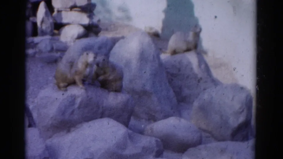 Beavers rest on large pale rocks in a Catskill, New York zoo enclosure, recorded on soft 1962 8mm color film.
