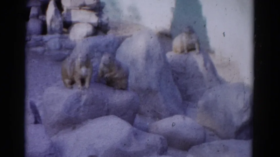 A handheld 1962 8mm view of beavers grouped on rocks within a Catskill zoo enclosure with soft focus and faded color.