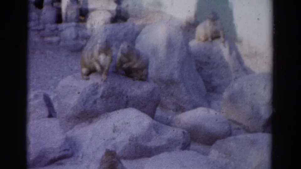 Several beavers remain mostly still on large rocks in the Catskill enclosure, seen through grainy 1962 8mm home-movie footage.