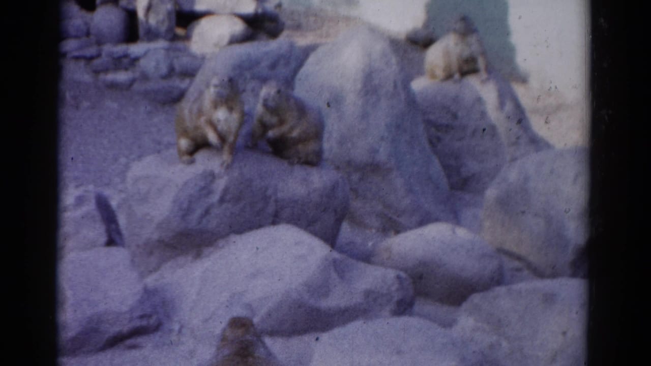 Several small prairie-dog-like animals sit alertly on gray rocks in 1962 Catskill 8mm home-movie footage.