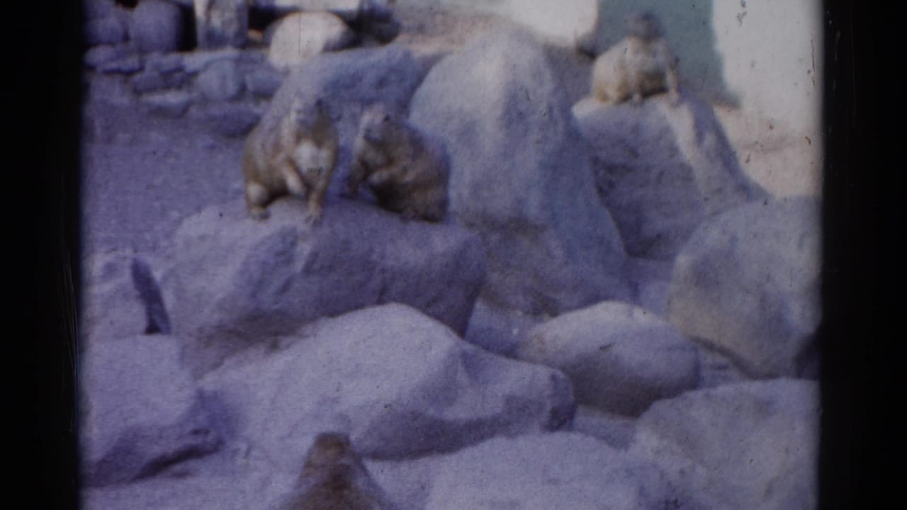 Small animals remain perched among pale rocks in a zoo-like enclosure.