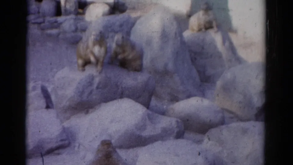 A visitor-shot 8mm frame shows small brown animals on layered rocks, with faded color and visible film wear.