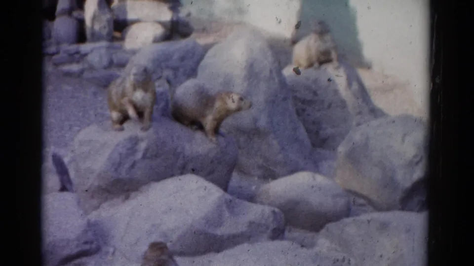 The final frame shows several prairie-dog-like animals spread across rocks in Catskill-area 1962 home-movie footage.