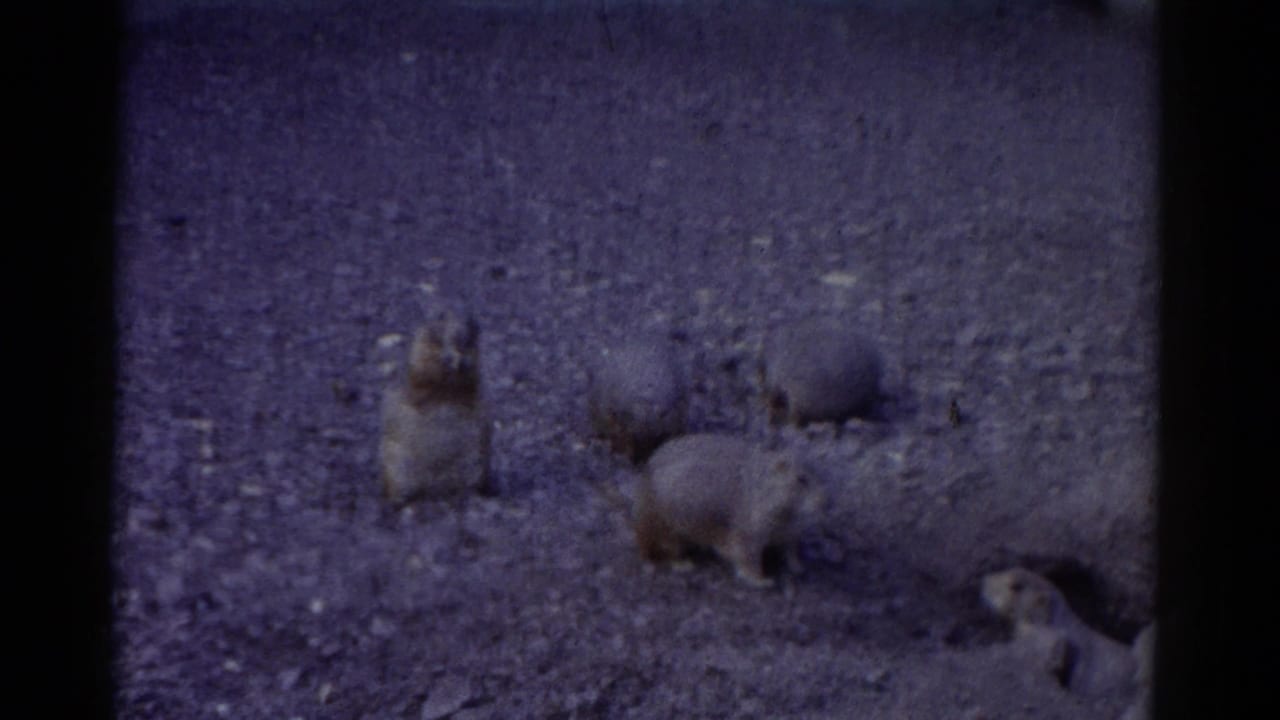 Several groundhogs forage on rocky gravel, with one standing upright near the left side.