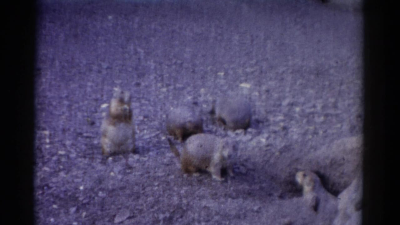 Groundhogs cluster on gravelly terrain, with one upright animal and another near the lower right edge.