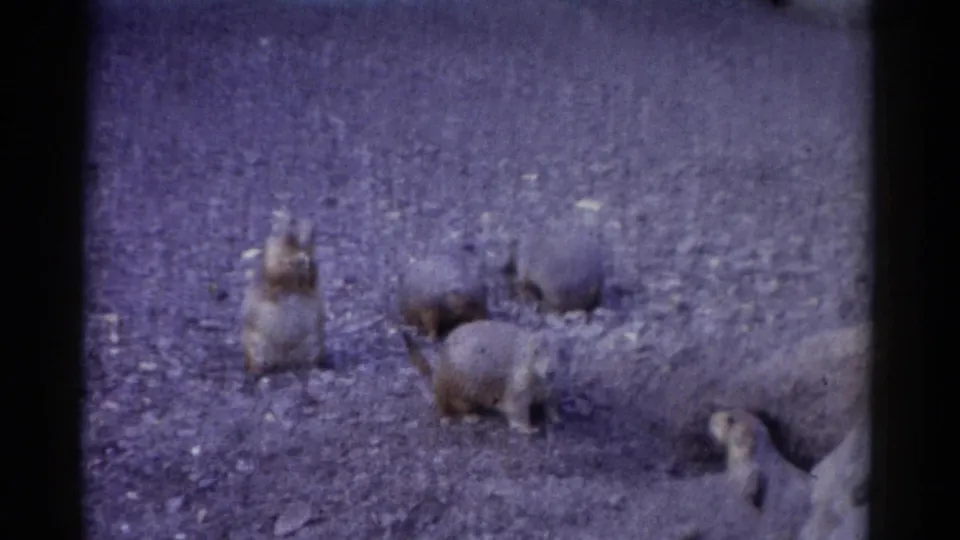 1962 Catskill home-movie frame of groundhogs scattered over rocky ground, including an upright animal and a partially cropped one at lower right.