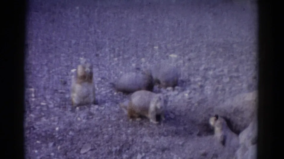 1962 Catskill 8mm frame with groundhogs foraging on uneven gravel, one upright at left and others low to the ground.