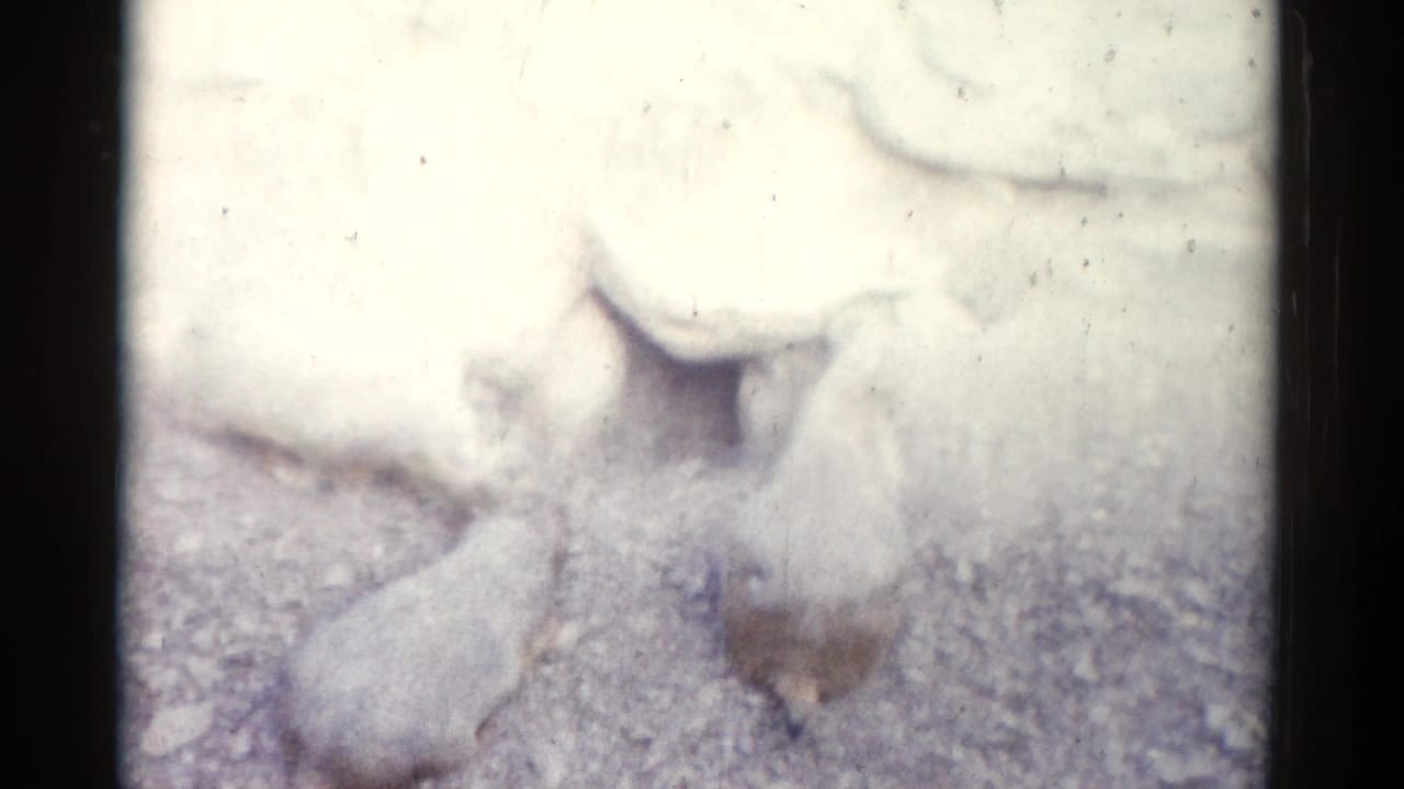 1962 Catskill 8mm frame showing groundhogs near a burrow entrance, with soft focus and bright exposure.