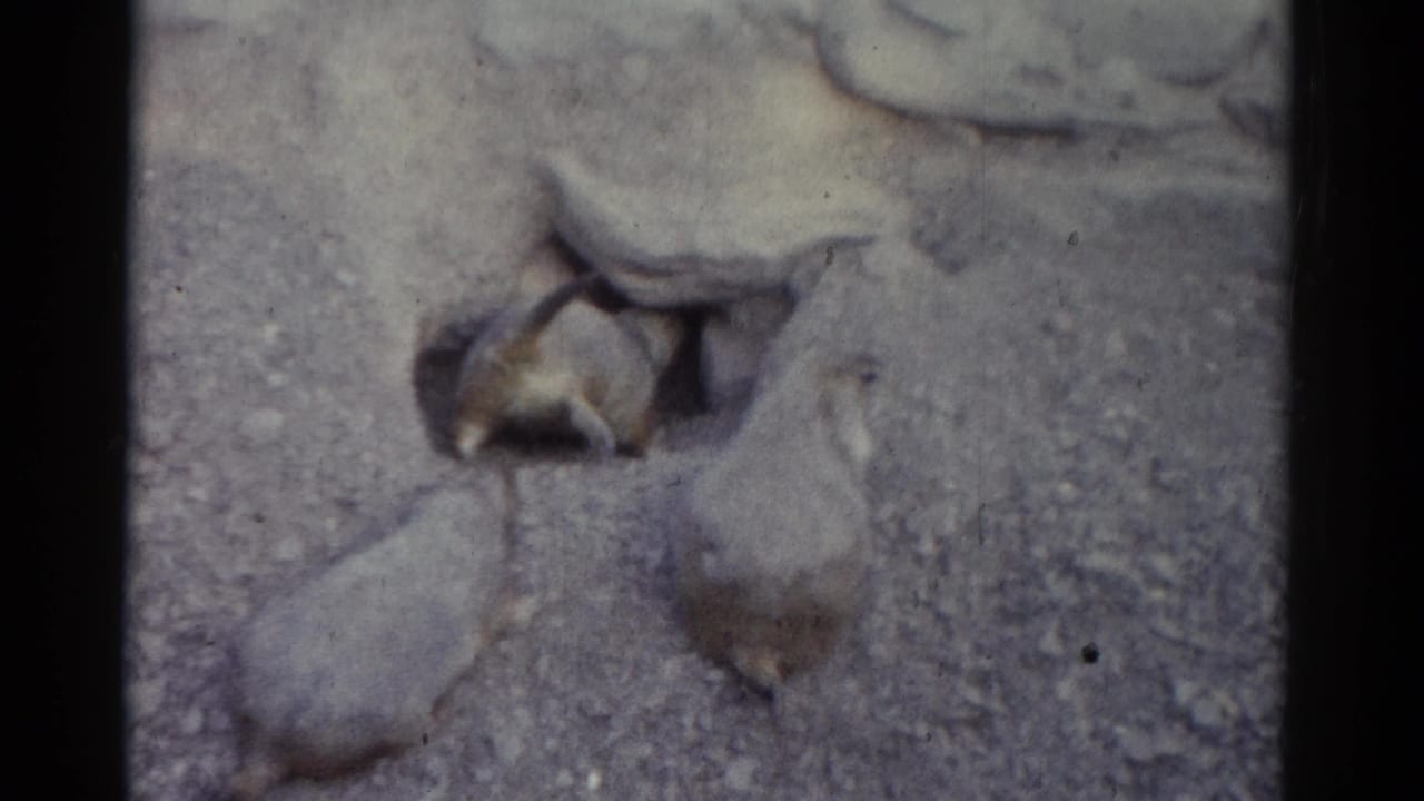 Several groundhogs surround a dark burrow opening on packed ground.