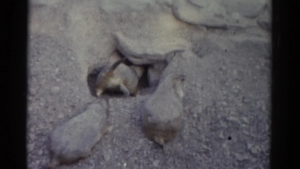Catskill wildlife home-movie frame with several groundhogs around a burrow, seen through grainy 8mm film.