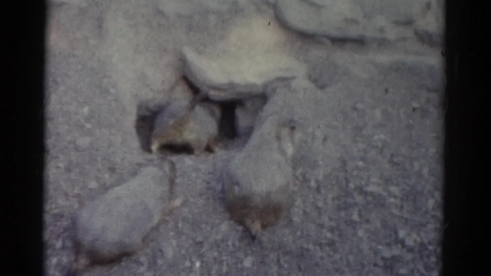 1962 Catskill frame showing groundhogs at a burrow entrance, with muted color, grain, and slight blur.